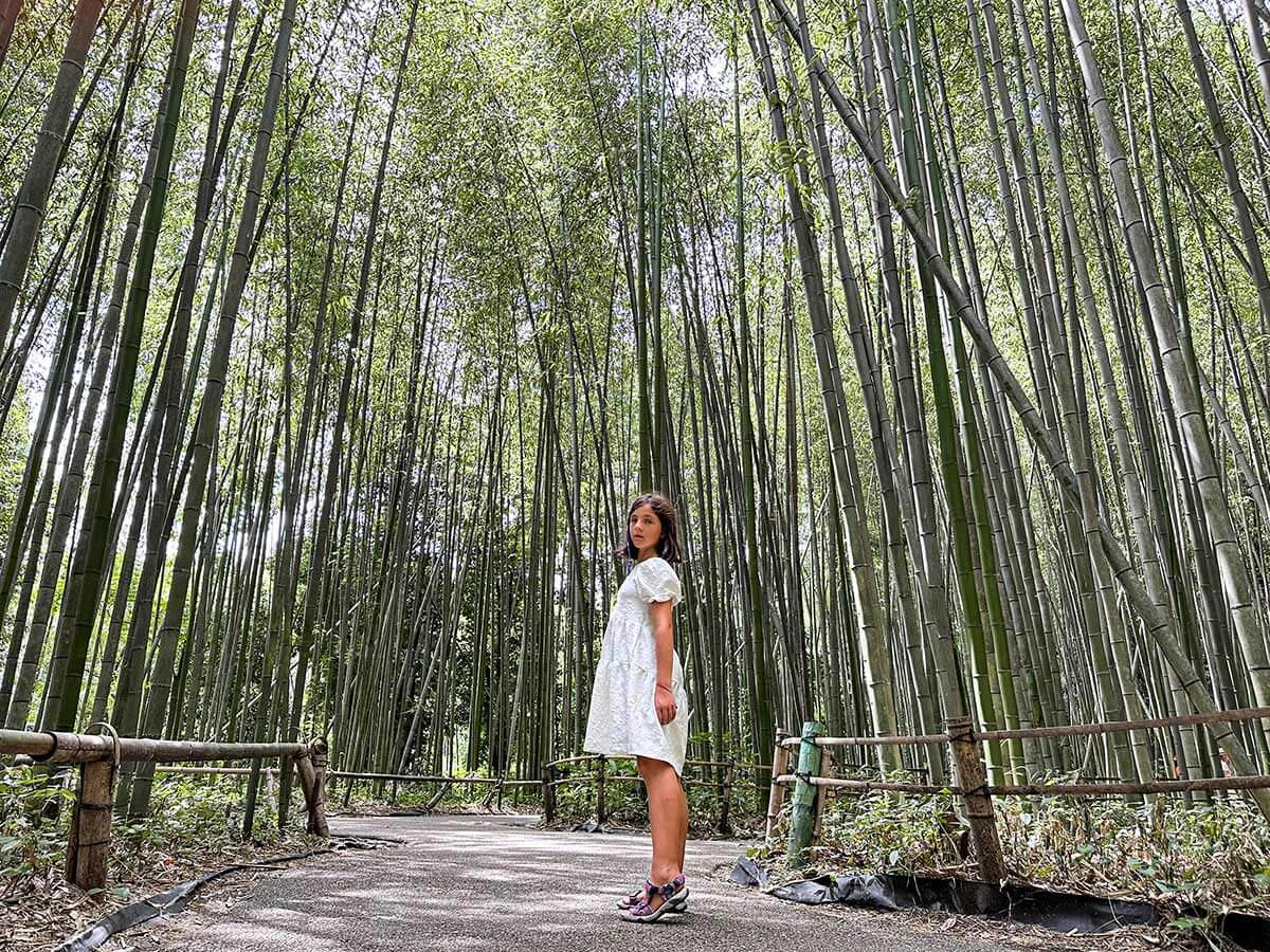 foresta bamboo Kyoto