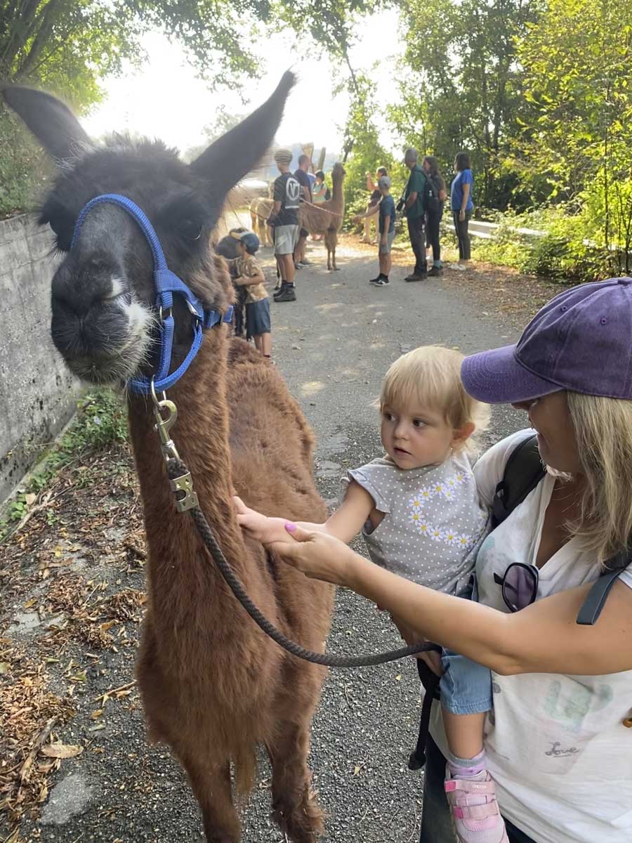 mamma e bambina alpaca lama