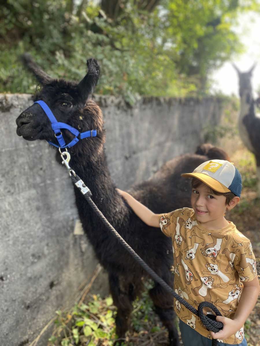 bambino trekking alpaca lama