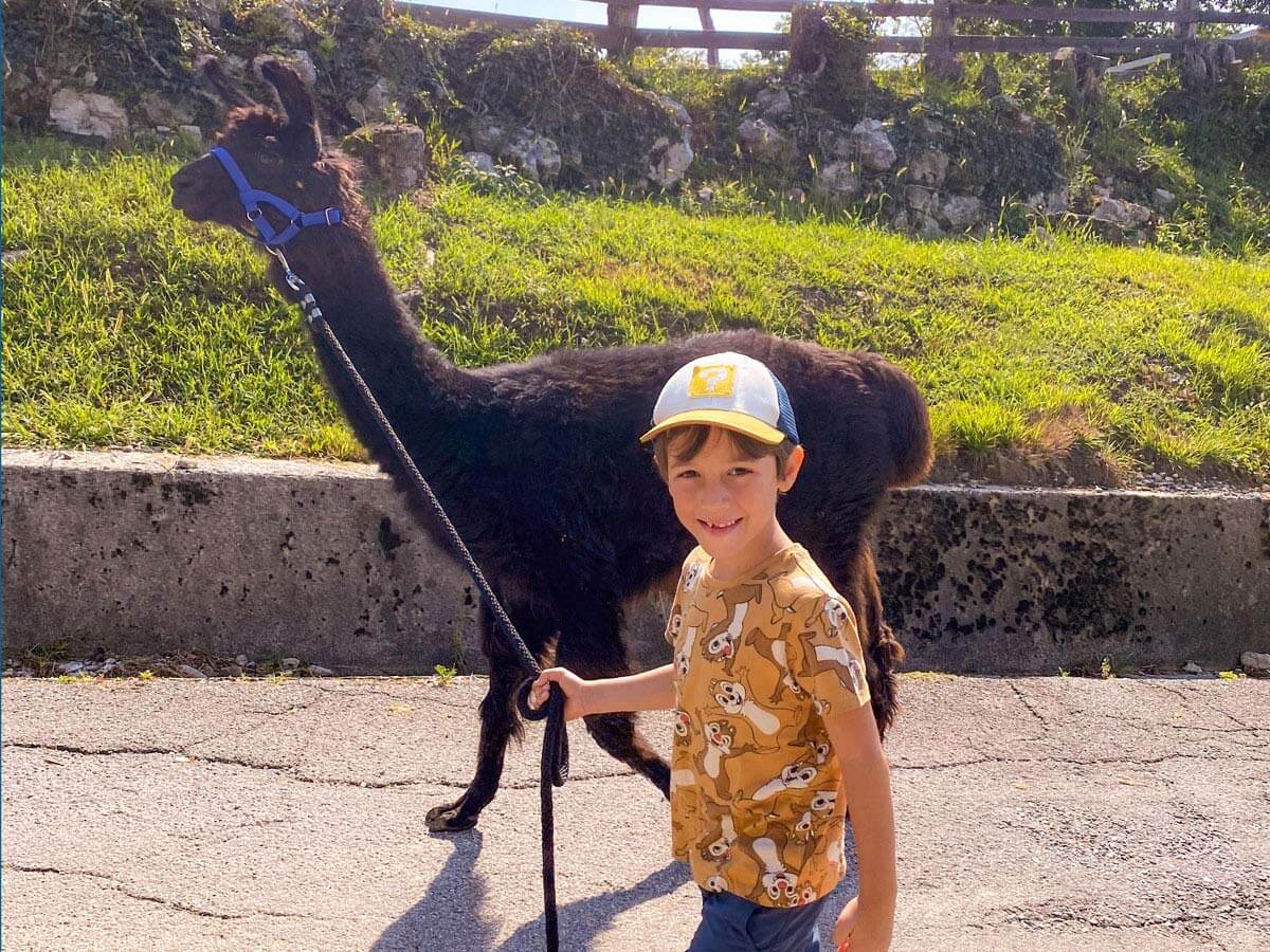 bambino trekking alpaca