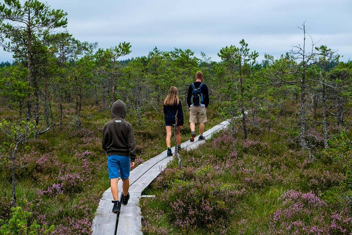 tre persone camminano su un sentiero in legno nella torbiera in Estonia