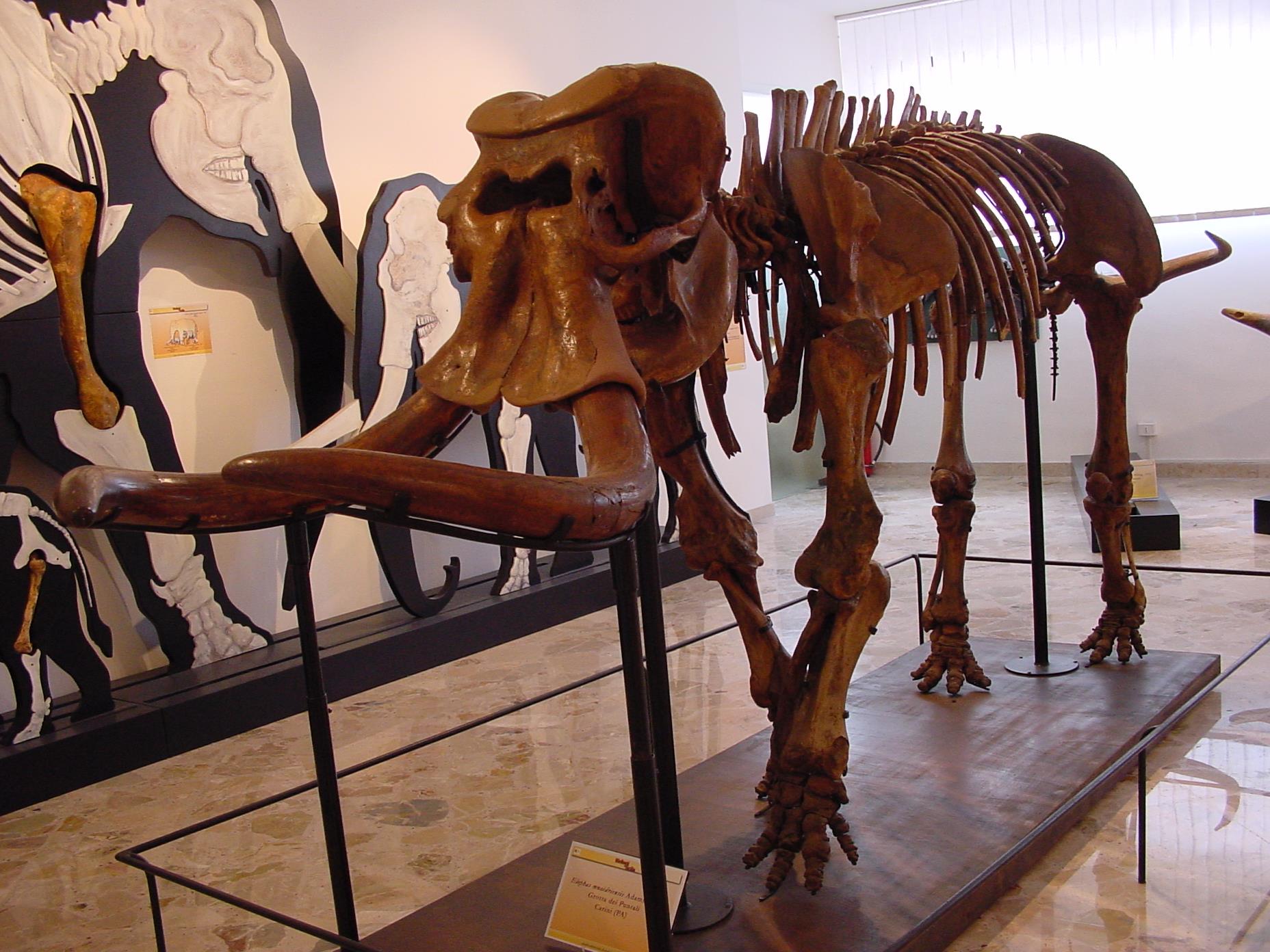 scheletro elefante nano