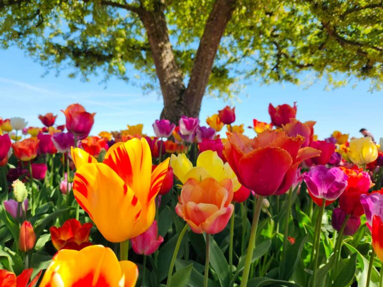 Fioritura tulipani piemonte