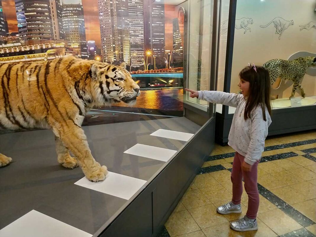 Museo zoologia Roma viaggiapiccoli