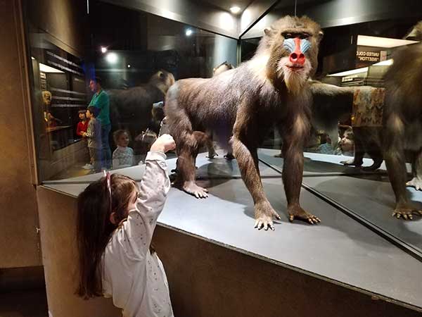 Museo zoologia Roma bambina al museo