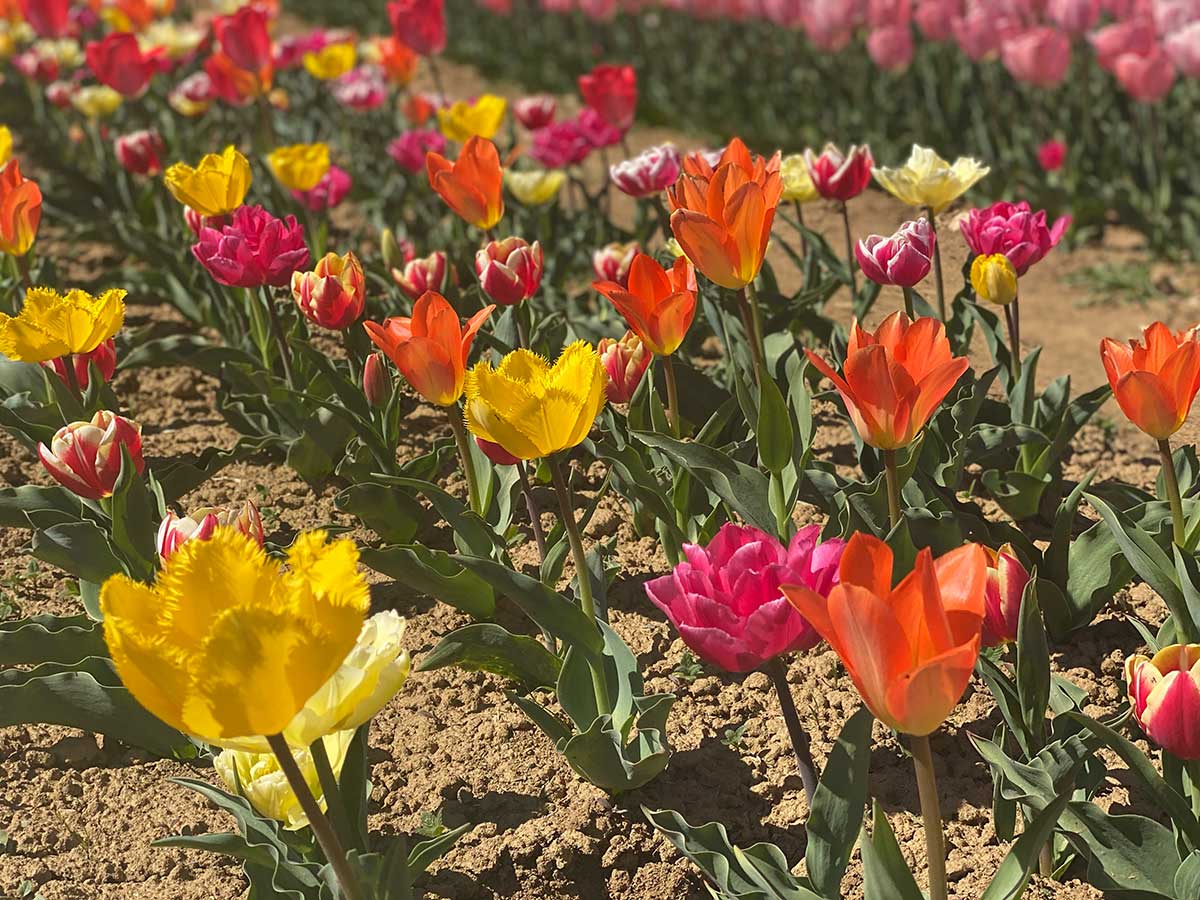 Campo di tulipani a Torino: fiori gialli e rossi