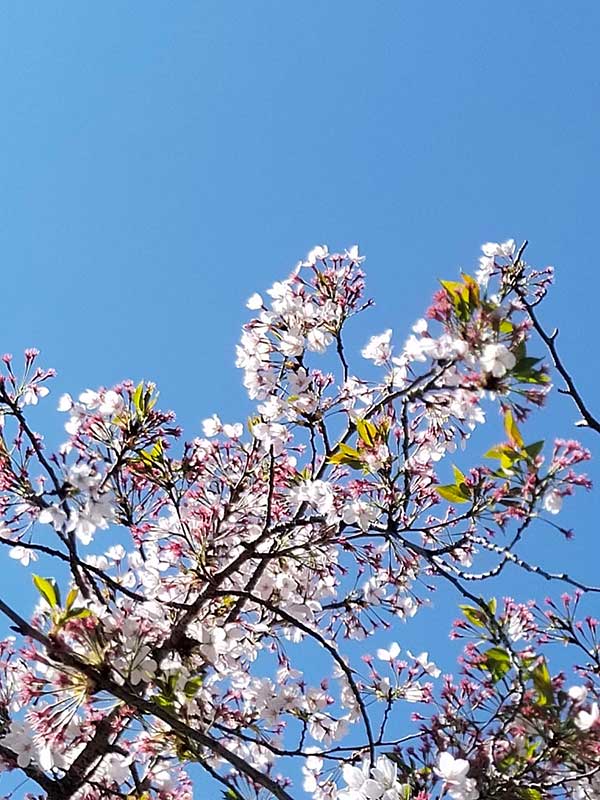 orto botanico fioritura ciliegi