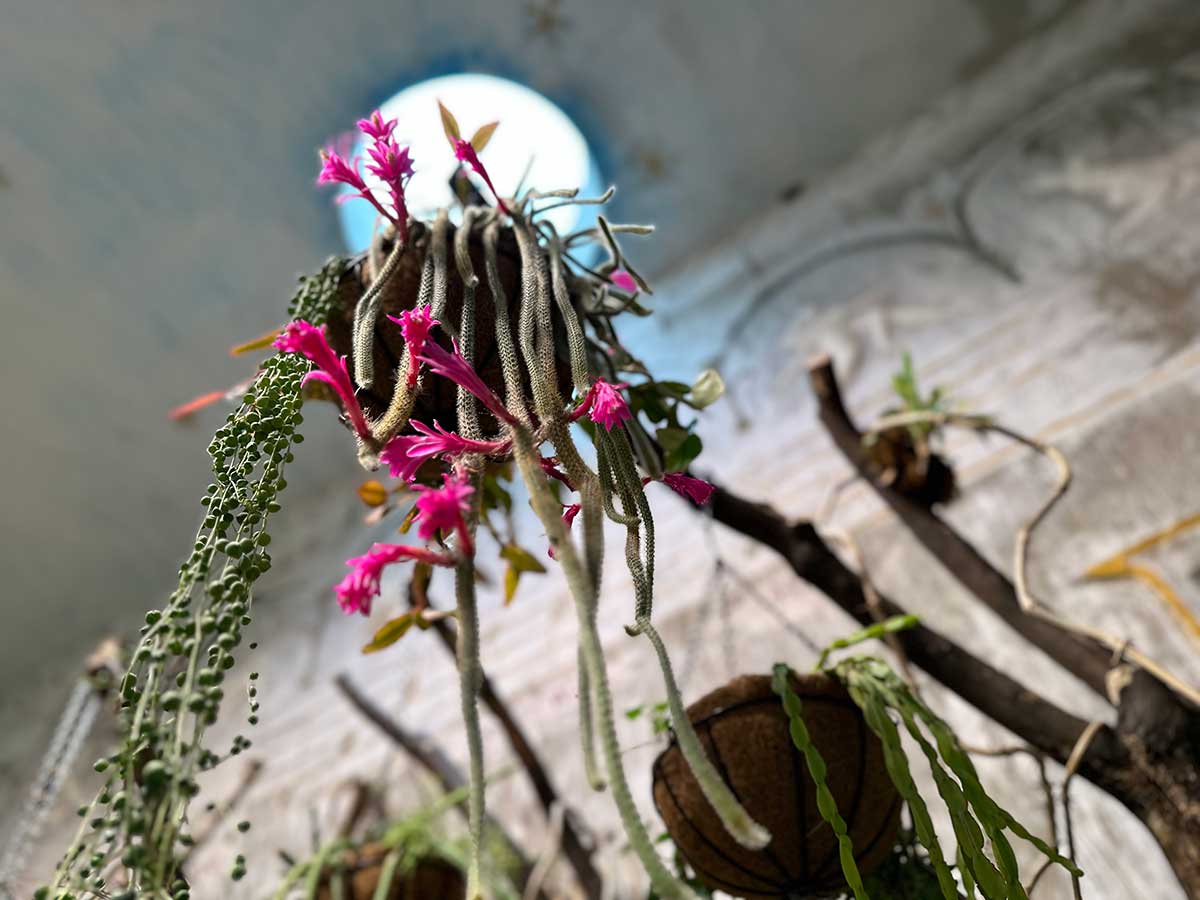 piante nei giardini della Mortella