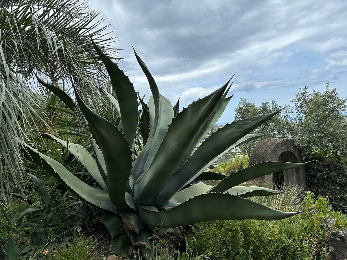 Agave gifante