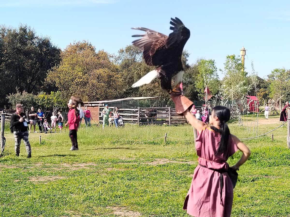 Spettacolo di Falconeria al Roma World