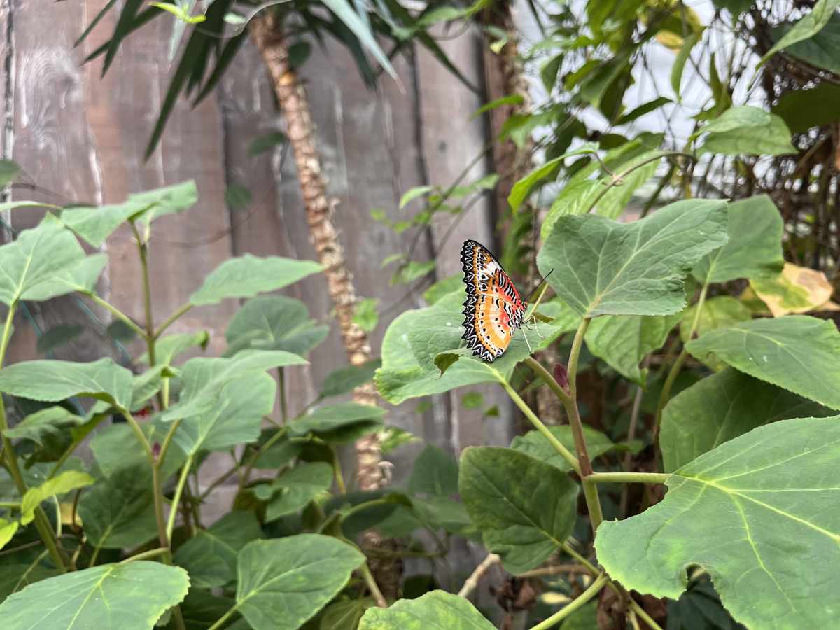 farfalla alla casa delle farfalle, tra i musei per bambini di Padova
