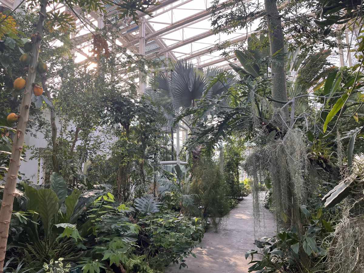 interno della serra all'orto botanico di Padova