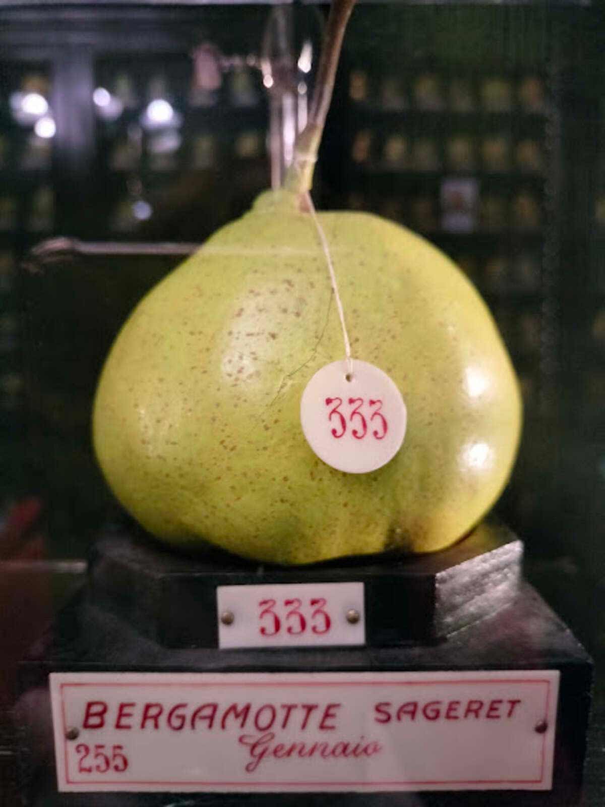 Bergamotto numerato e esposto al museo della frutta torino