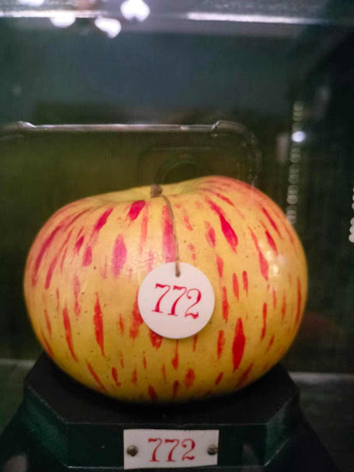 mela esposta e numerata al museo della frutta torino
