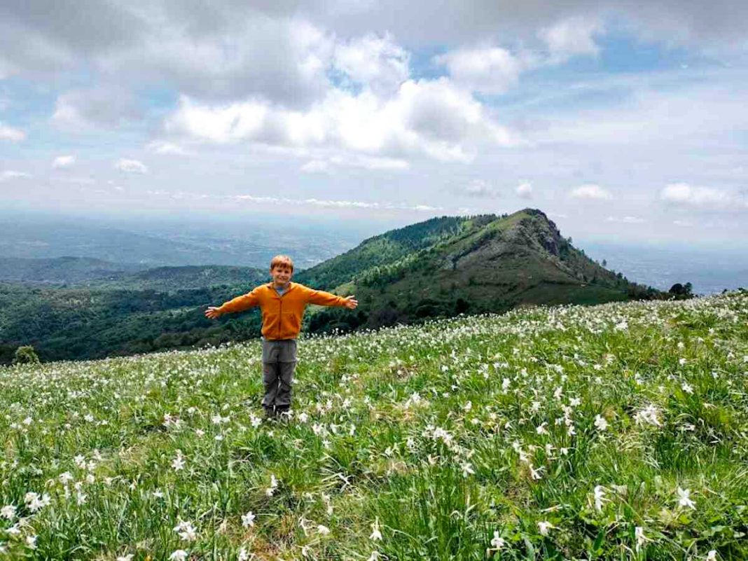 Bambino in campo Narcisi