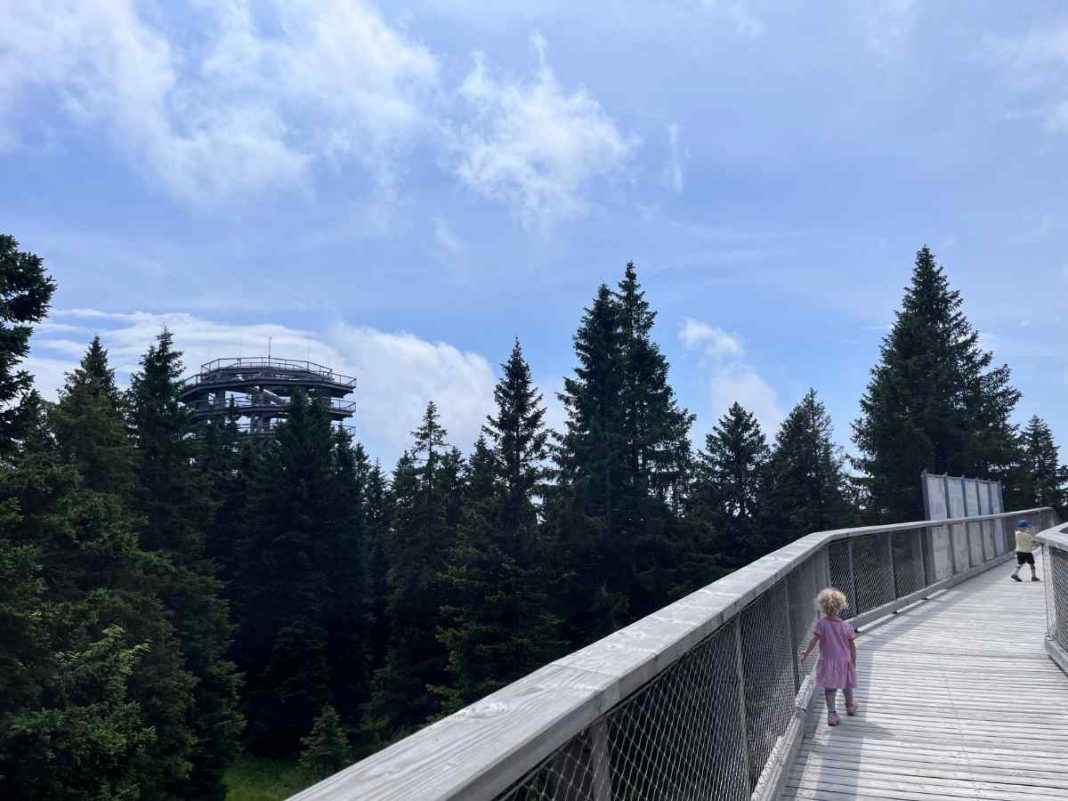 torre panoramica e sentiero tra gli alberi