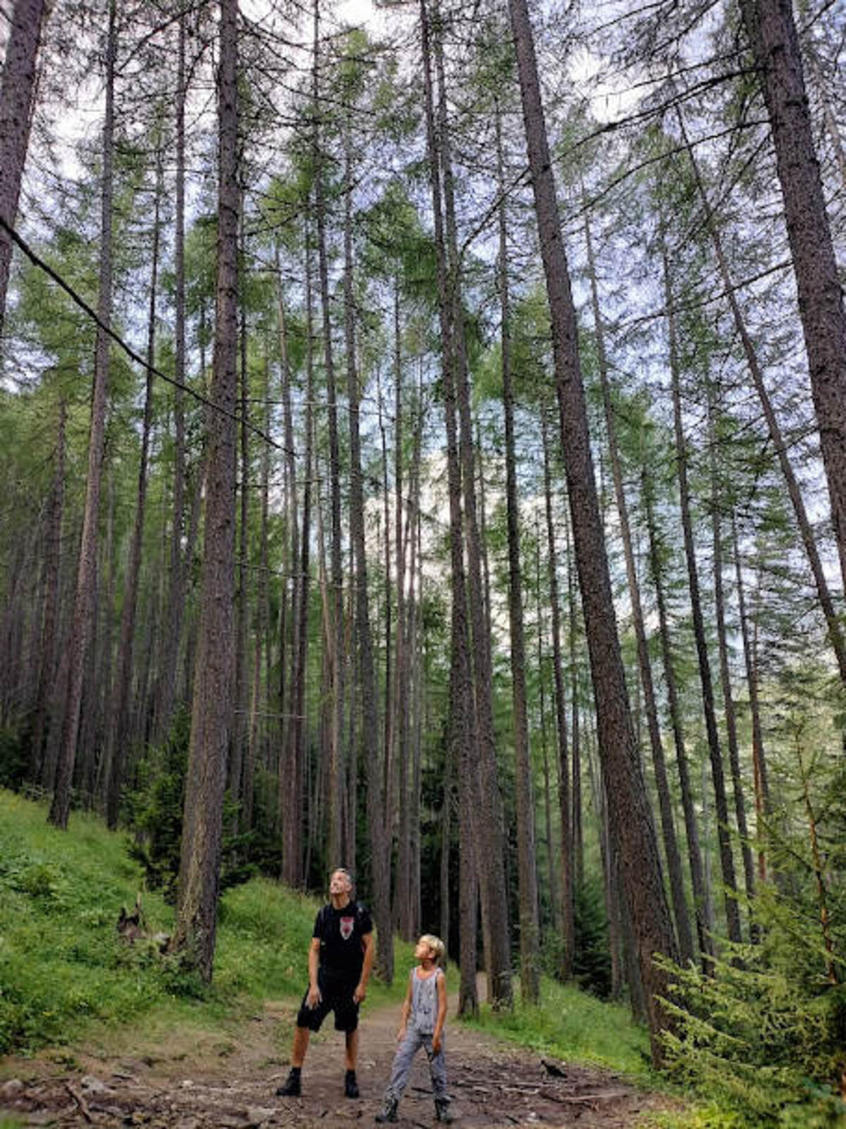 sentiero 14 sauze d'oulx val di susa, bambino tra gli abeti