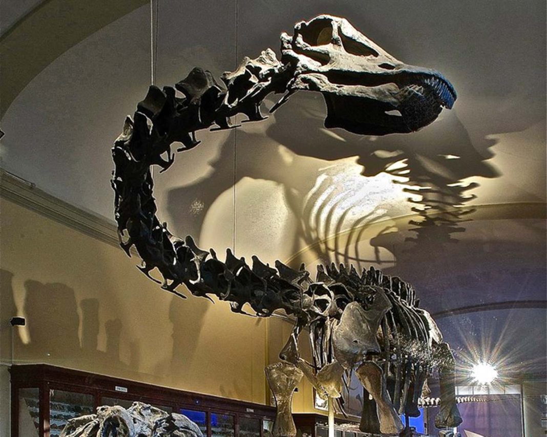 museo capellini bologna scheletro dinosauro