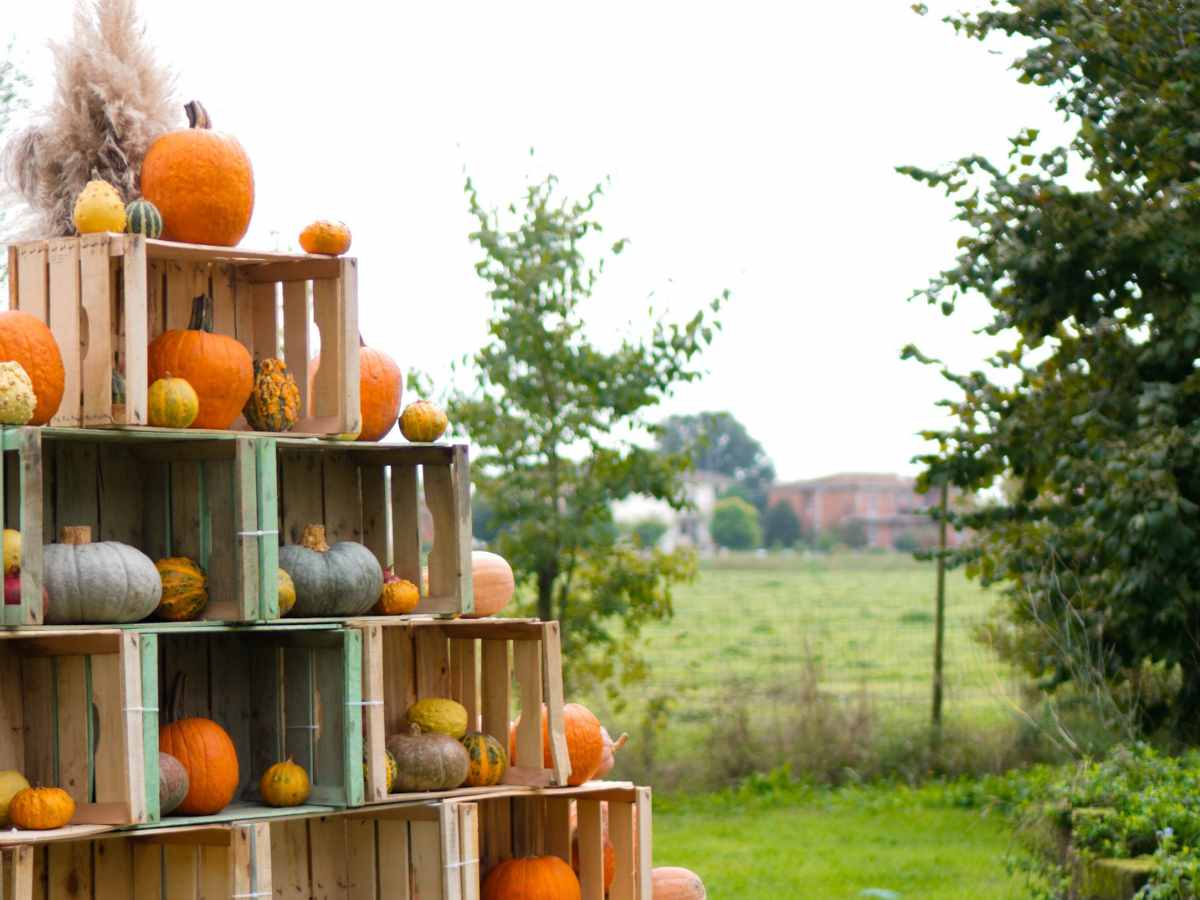 piramide di zucche halloween
