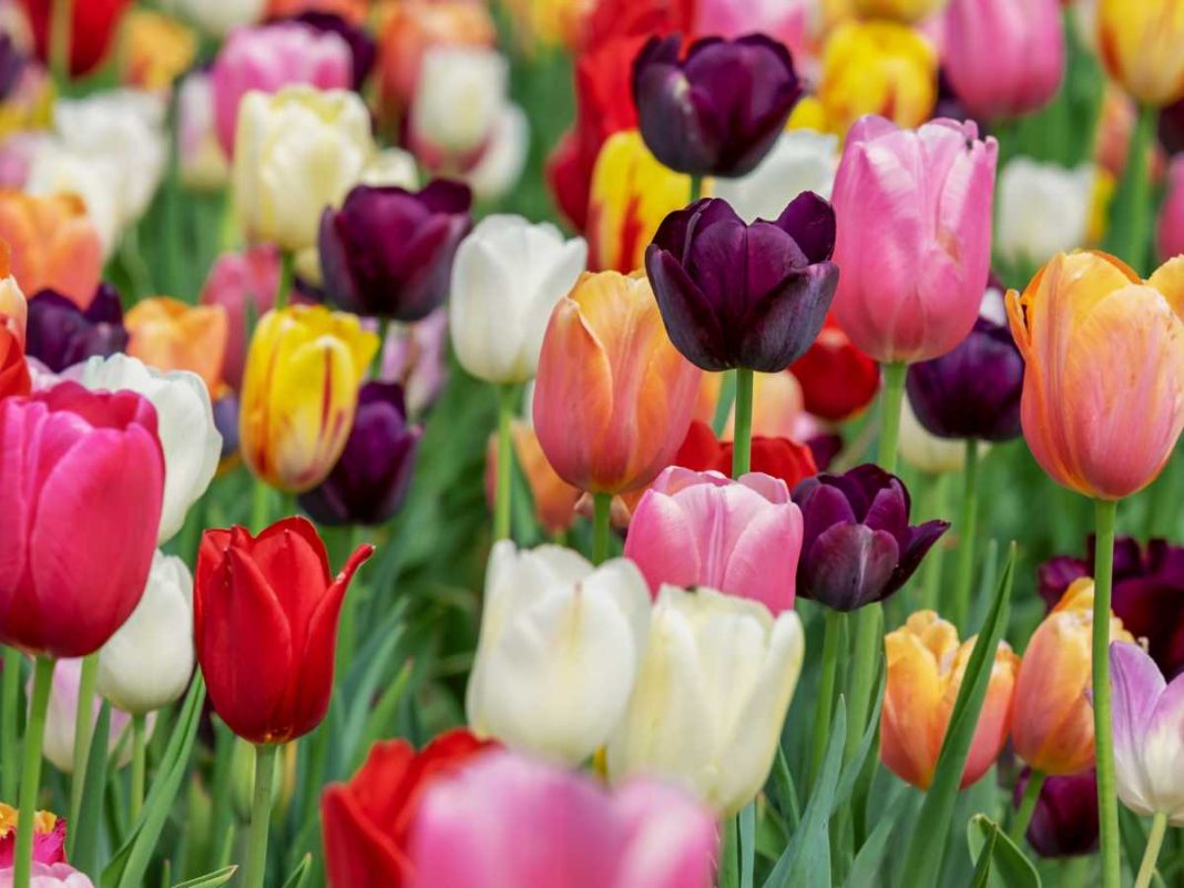 campi di tulipani in veneto