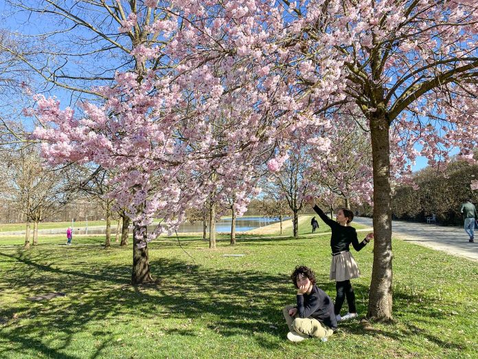 primavera a torino ciliegi in fiore a Venaria