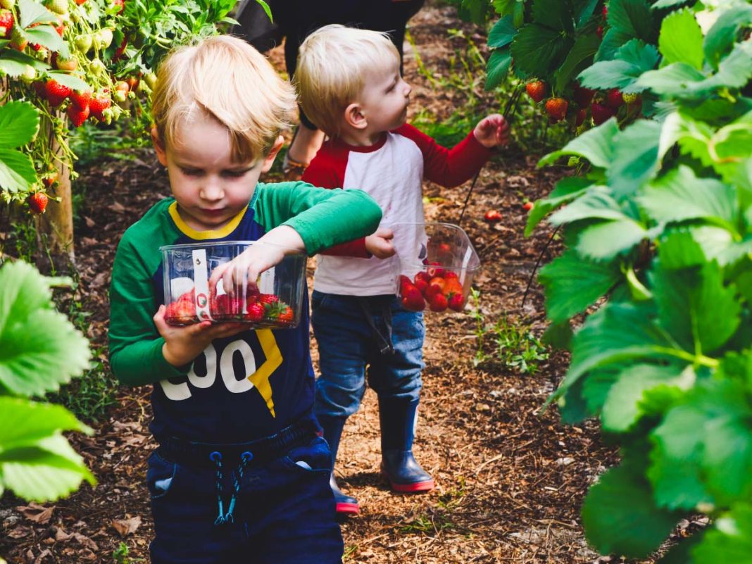 Bambini racoclgon ole fragole- eventi bambini milano ad aprile