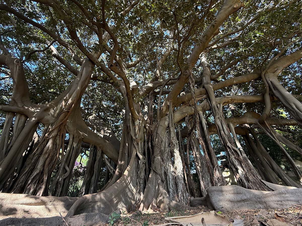 Orto Botanico Palermo