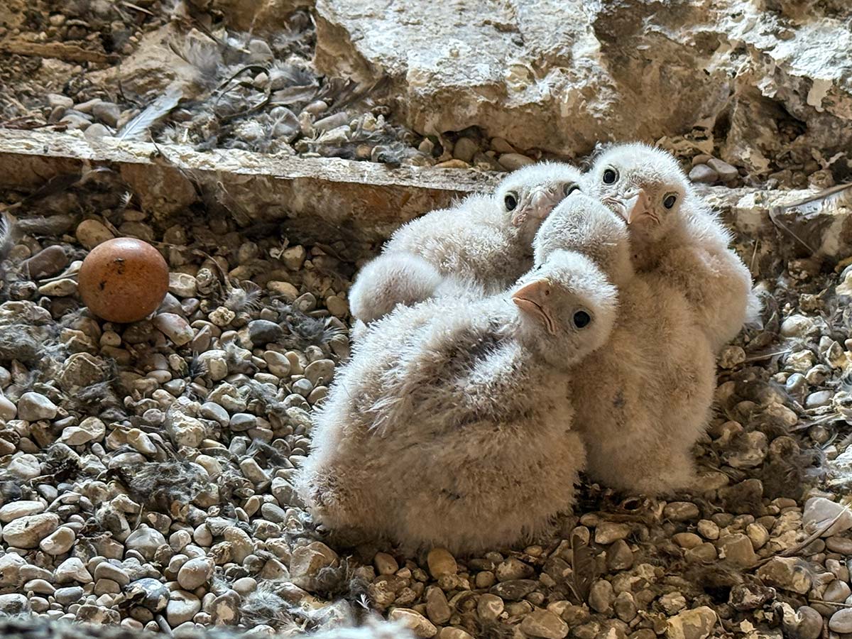 piccoli falchi