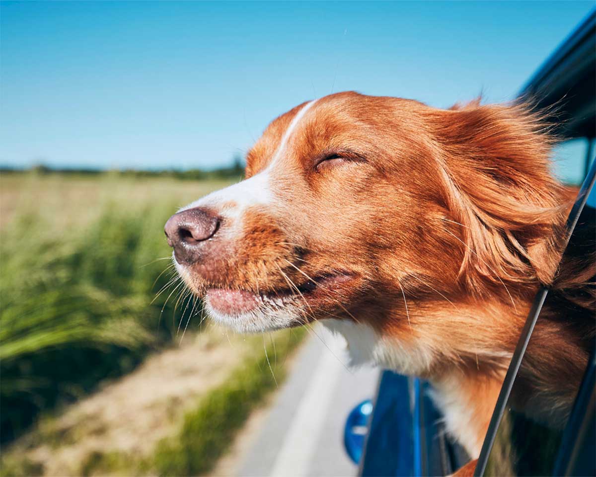 Documenti per il cane per viaggiare in Europ
