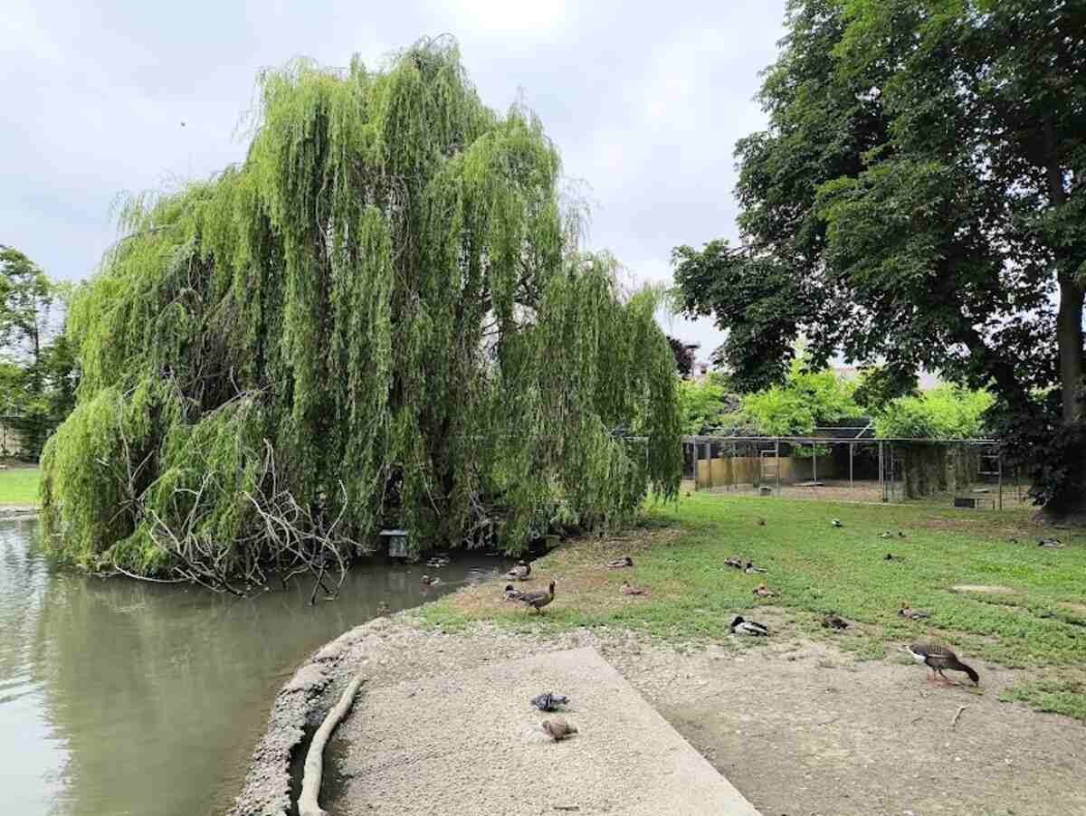 Centro Cicogne e Anatidi di Racconigi