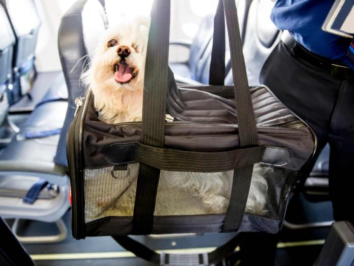 cane nel trasportino in aereo, documenti occorrenti per viaggiare