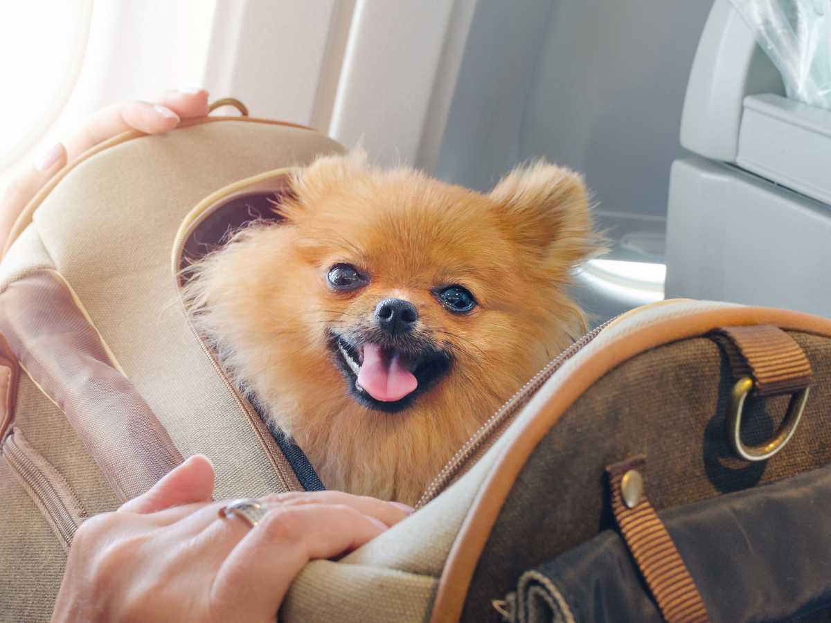 cane volpino nel trasportino in aereo 