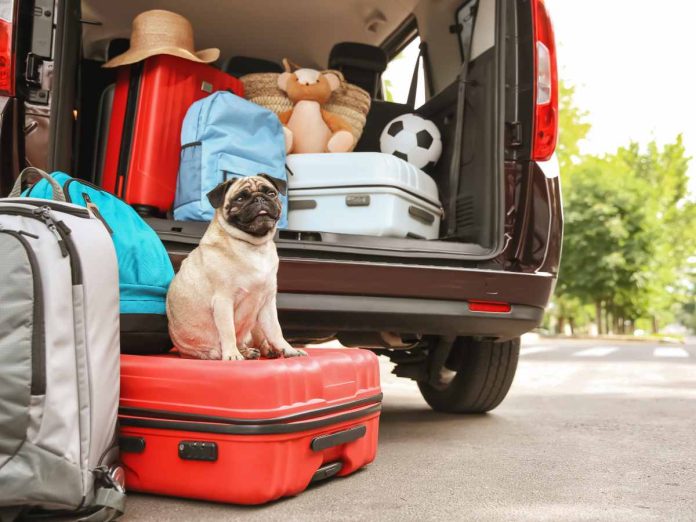 documenti cane viaggiare Europa: cane i nauto tra le valiegie