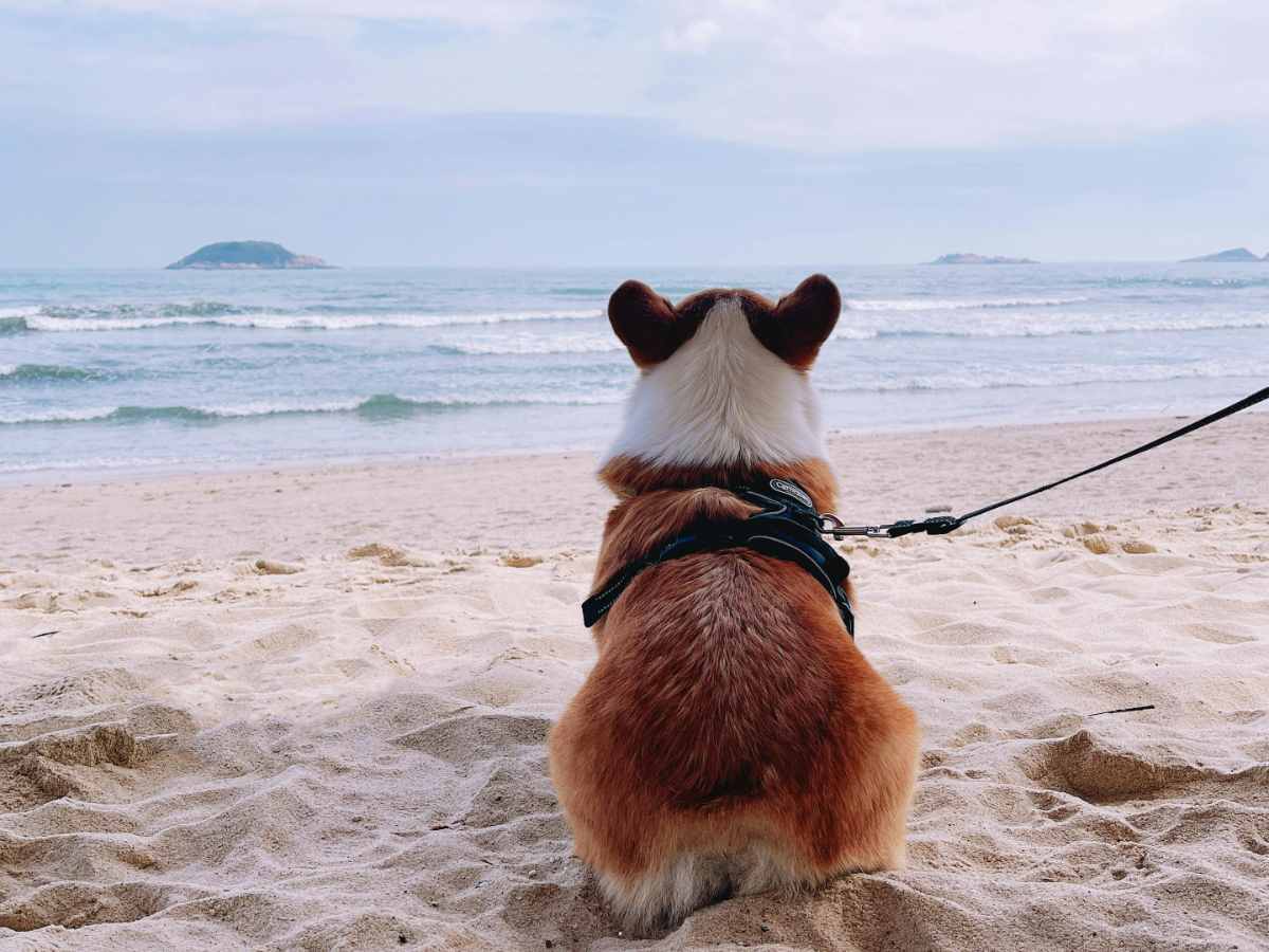 viaggio con cane all'estero davanti al mare 