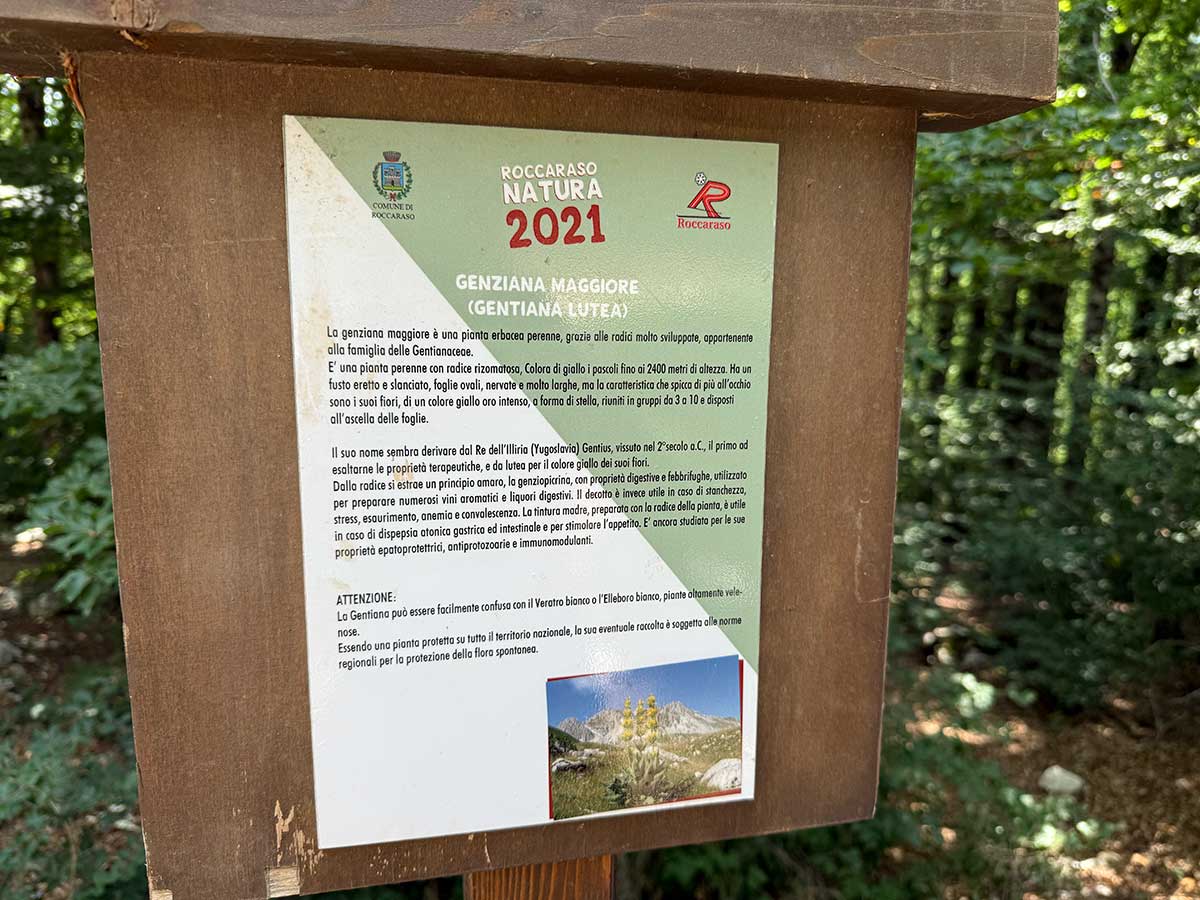 Bosco delle Meraviglie Roccaraso