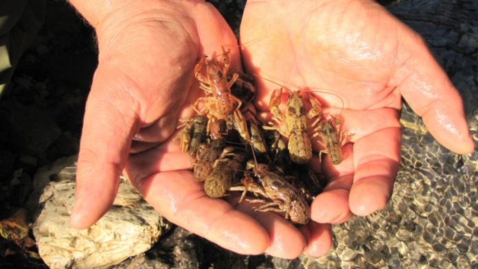 Life claw Gambero di fiume