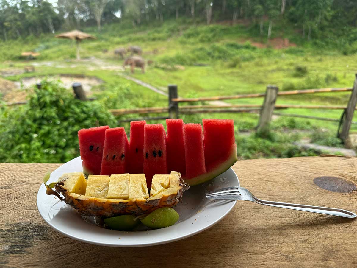 pranzo elefanti