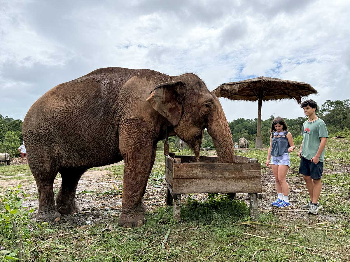 santuario degli elefanti hands off a Chiang Mai
