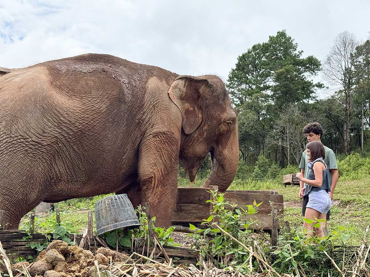 santuario degli elefanti hands off a Chiang Mai 