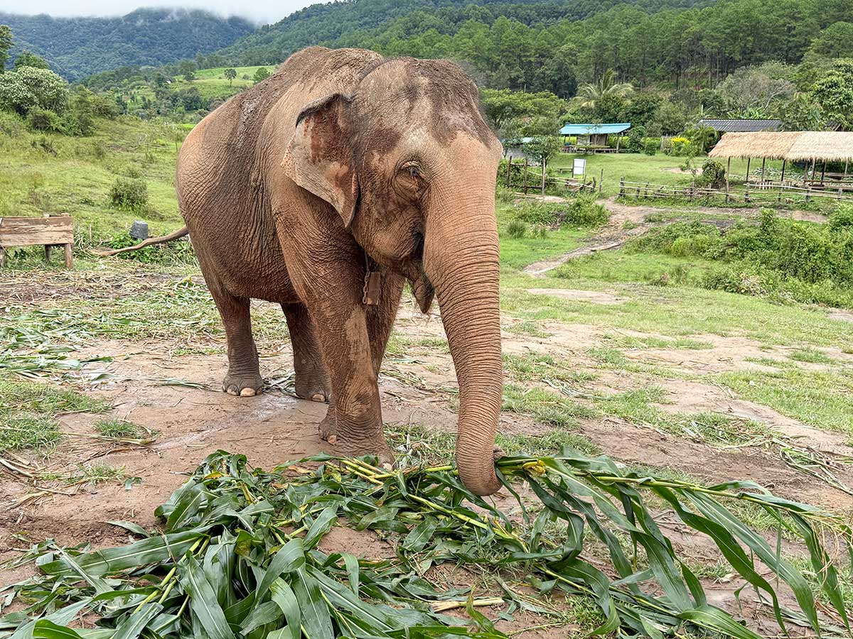 santuario degli elefanti hands off a Chiang Mai