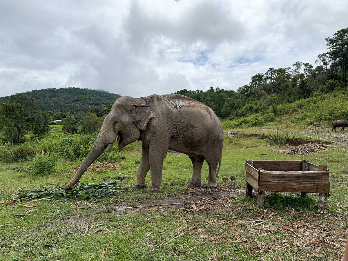 santuario degli elefanti hands off a Chiang Mai