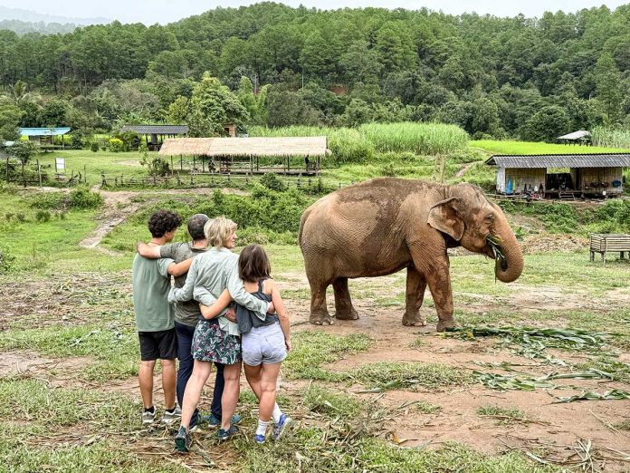 santuario degli elefanti hands off a Chiang Mai