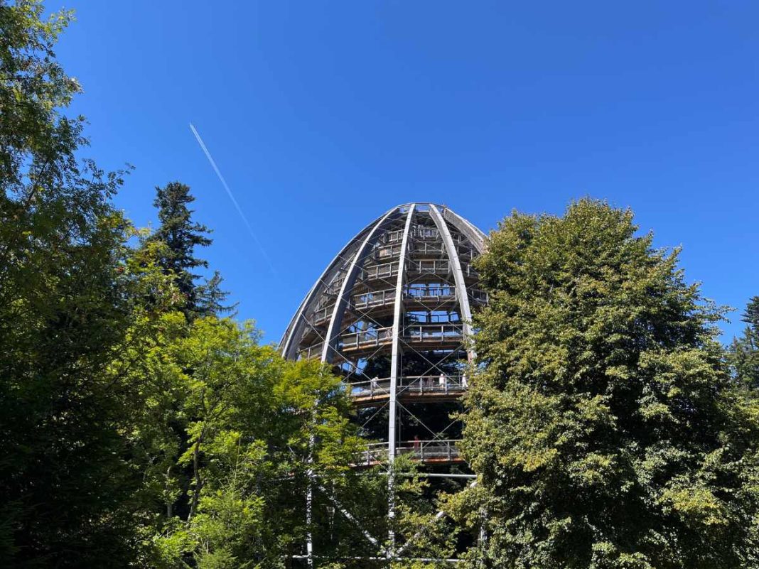 torre panoramica tra le cime degli alberi