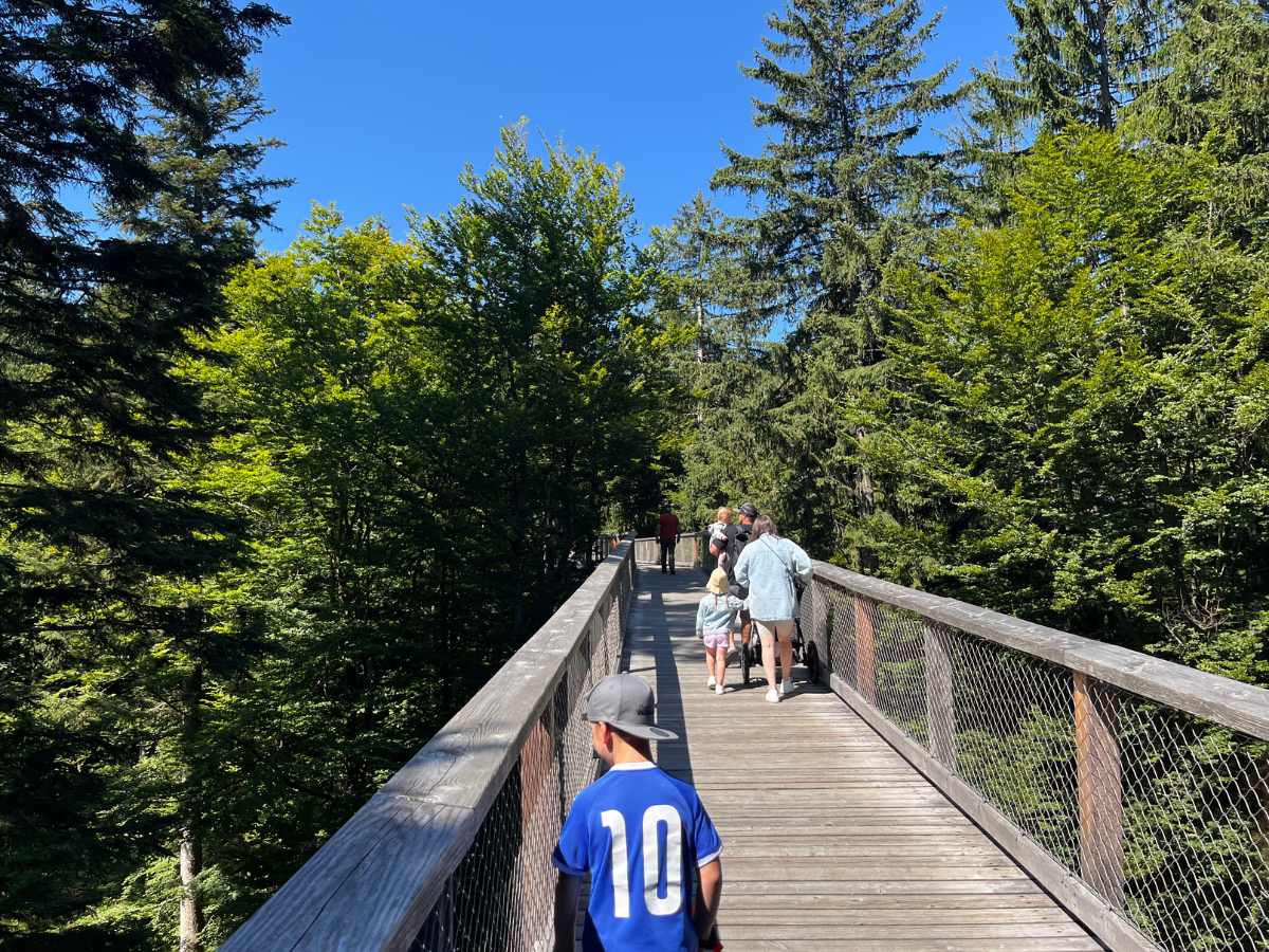 passeggiata tra le cime degli alberi nella foresta bavarese