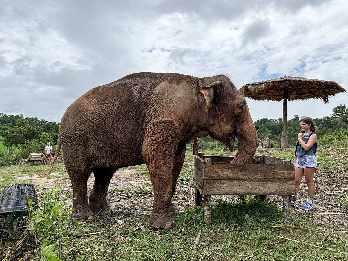 bambina elefanti chiang mai