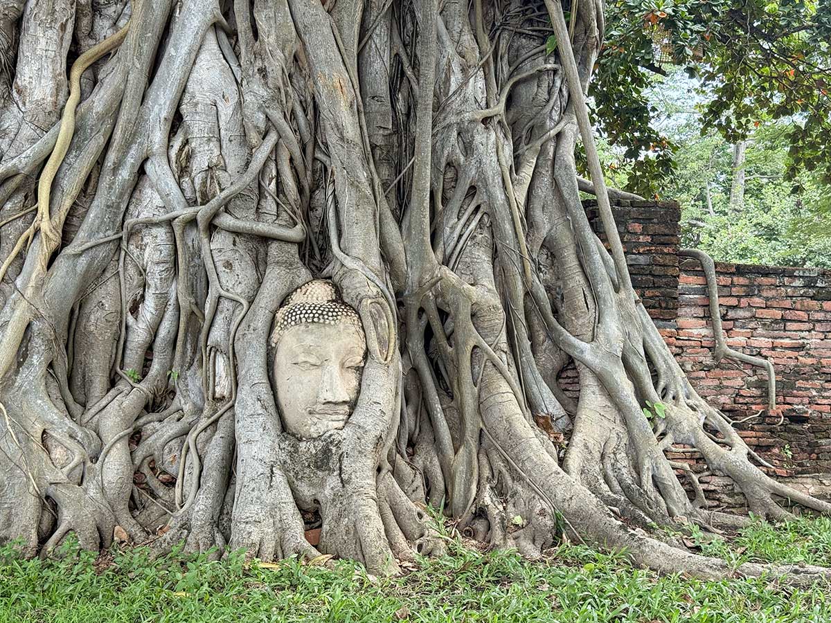 Ayutthaya testa buddha