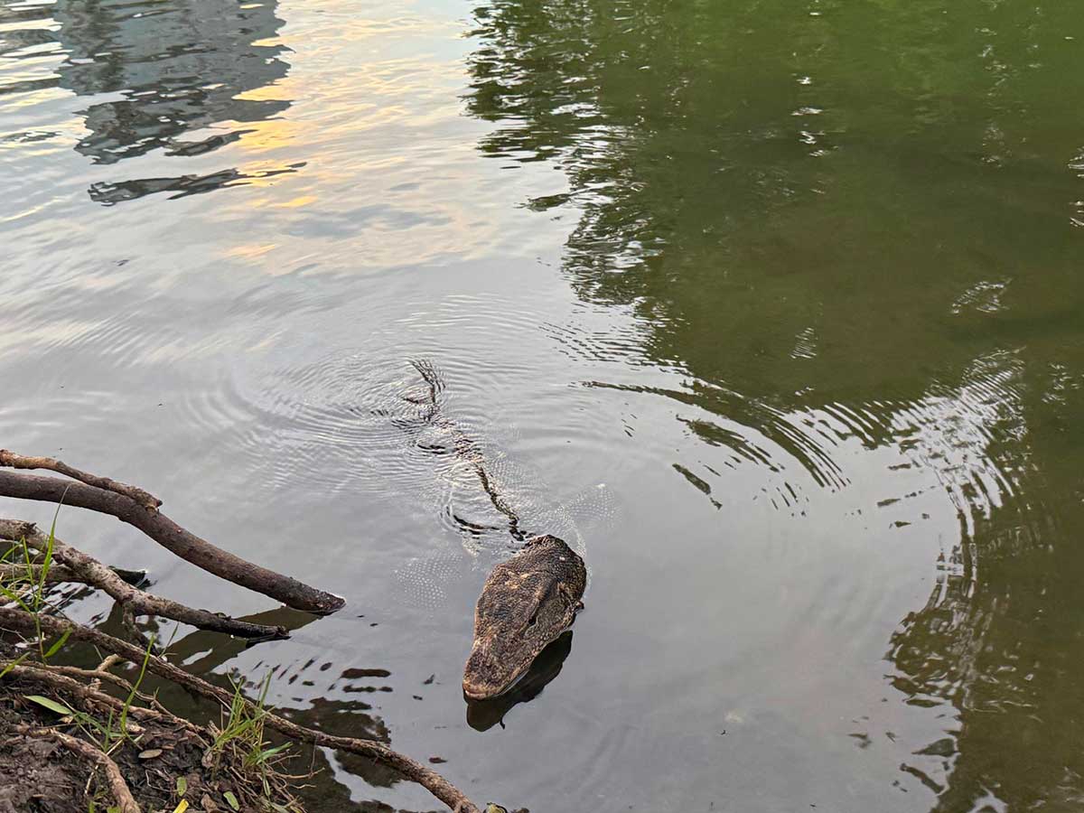 Lumphini Park varano