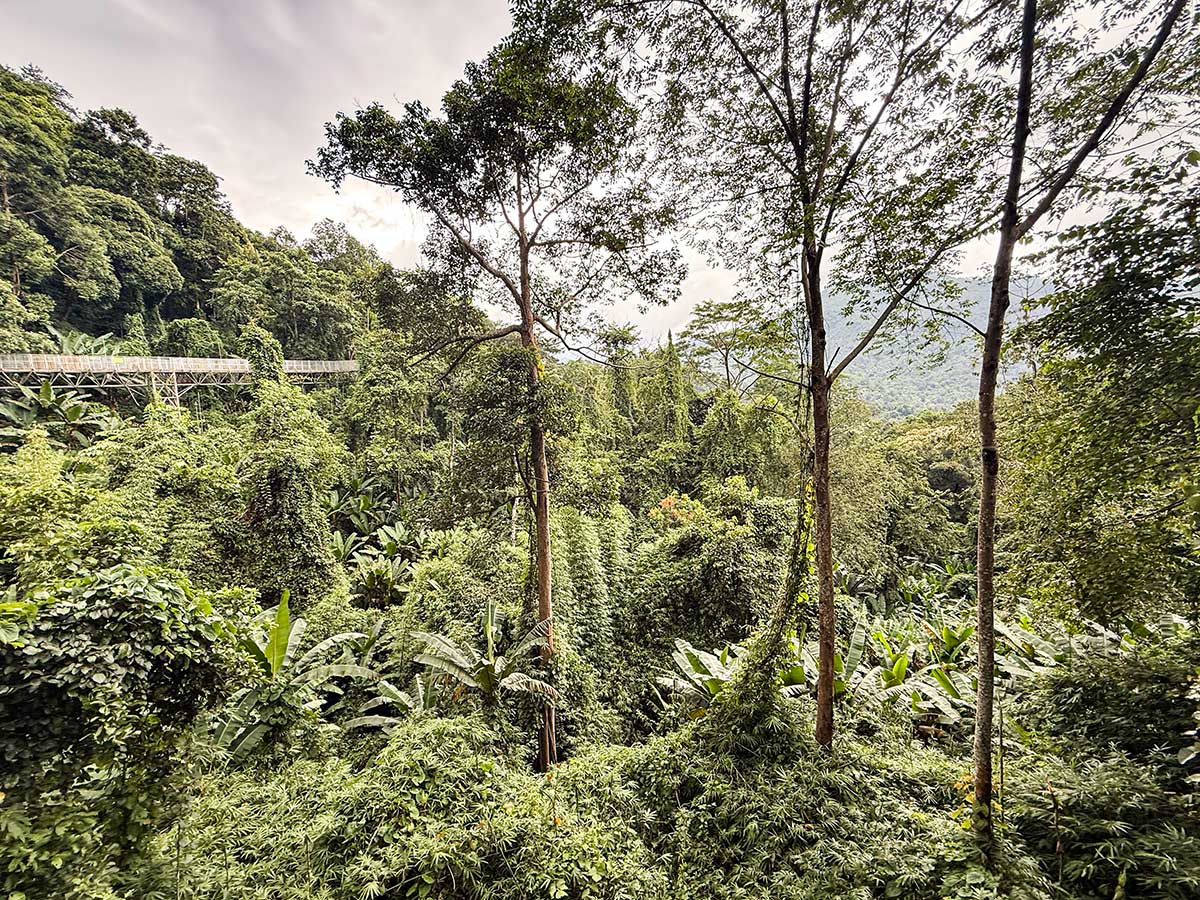 Queen Sirikit Botanical Garden canopy wlak