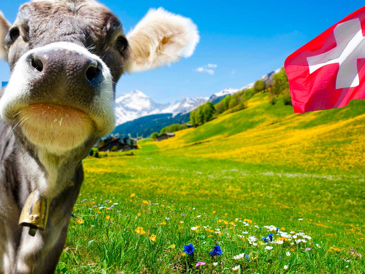 Mucca e baniera della svizzera
