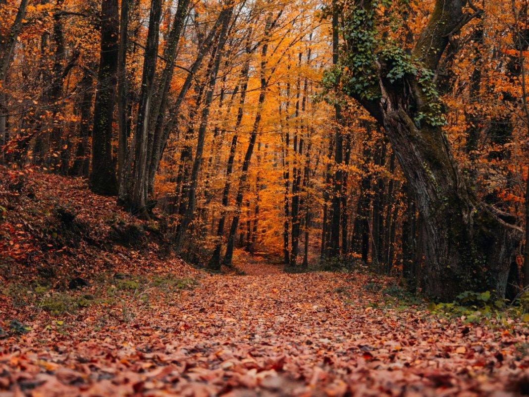 bosco autunnale con foliage